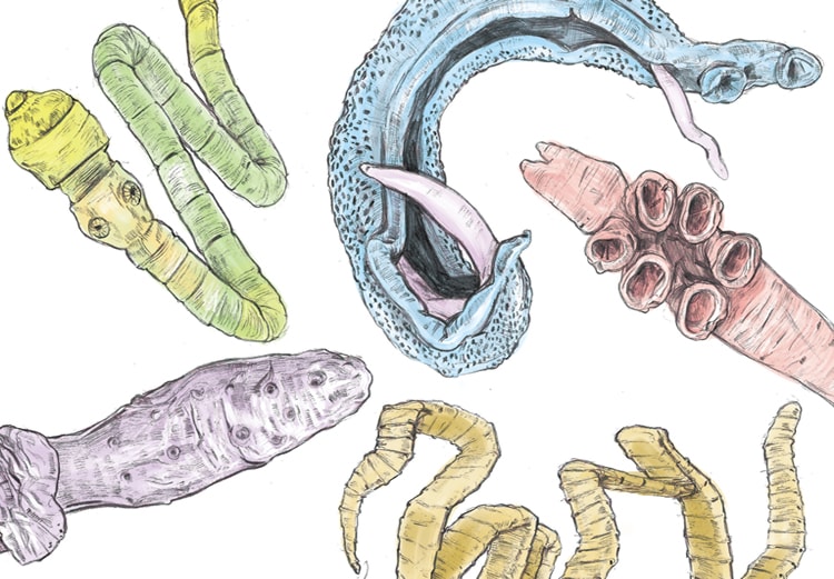 Colonics for Parasite Cleansing ​